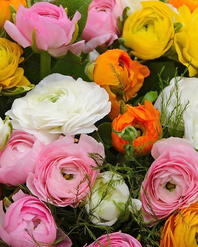 RANUNCULUS (ISKERNÍK) MIX 100 ks